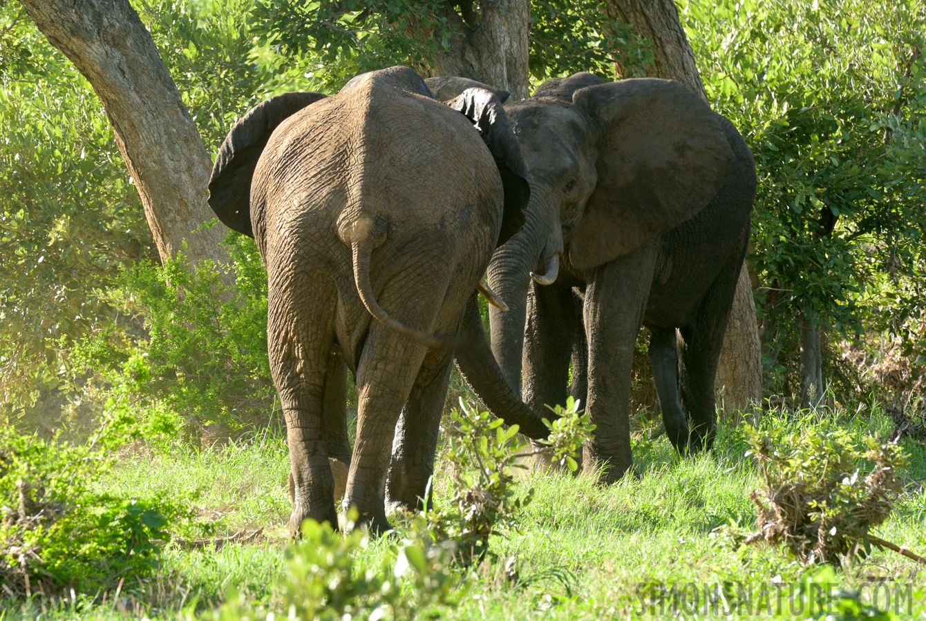 Loxodonta africana [500 mm, 1/100 sec at f / 14, ISO 1000]